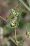 Spotted spurge